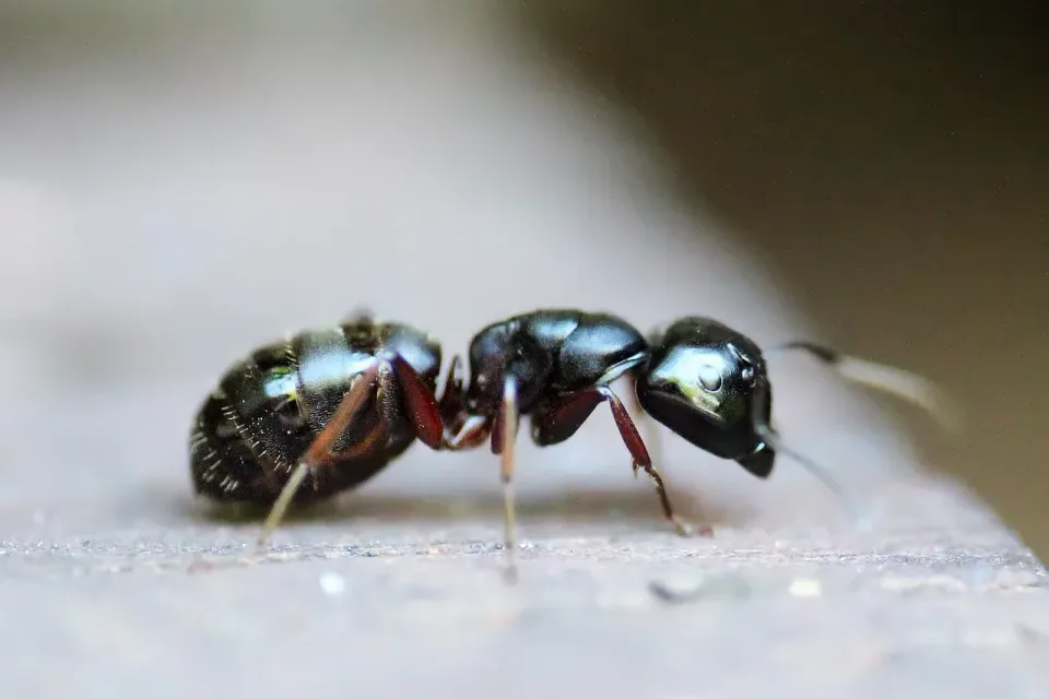 Ant — Pest Control